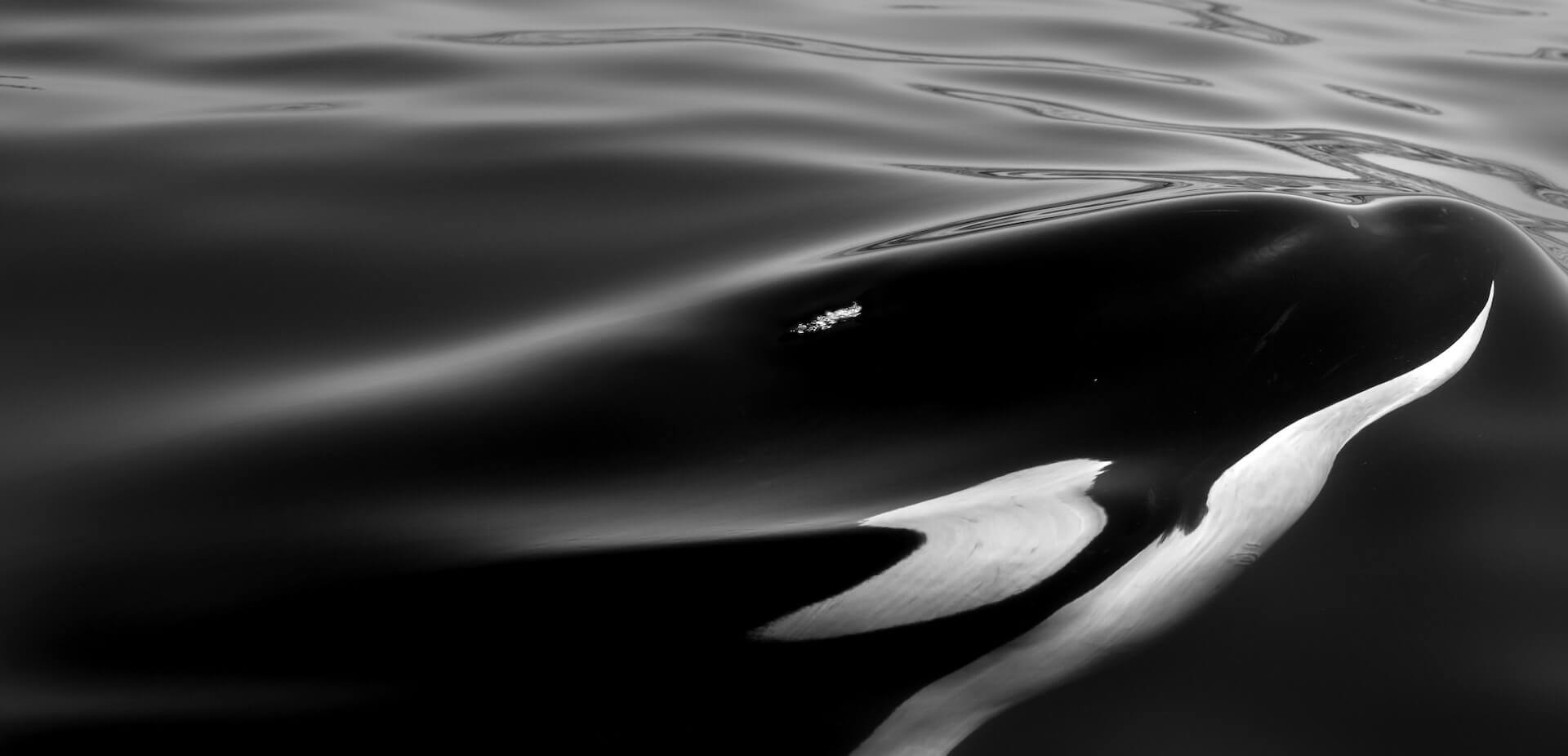 Black and White - Ariel Software Solutions